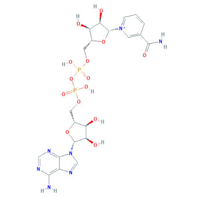 Nadine-NAD-Chemical-Formula-w Skeletal chemical formula of NAD.