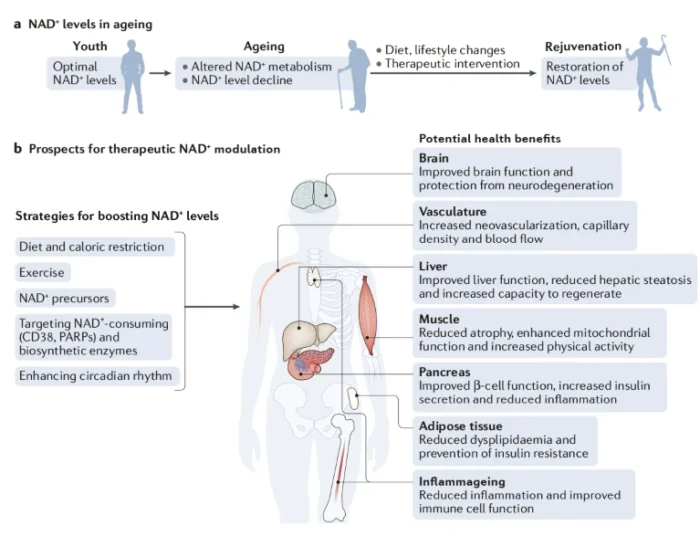 nadfunctions nad functions explained on a chart