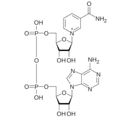 nomenclature-nad nomenclature-nad